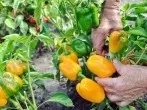 Reichhaltigere Ernte bei Paprikapflanzen