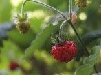 Erstaunlicher Fruchtansatz bei <strong>Erdbeeren</strong>