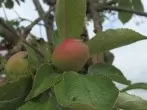 Obstpflückhilfe - Metallkleiderbügel