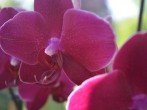 Üppiger Wachstum bei Orchideen und <strong>Zimmerpflanzen</strong>