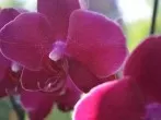 Üppiger Wachstum bei Orchideen und Zimmerpflanzen