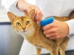Microchip für Haustiere vor dem Urlaub