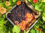 Blaubeer-Aprikosen-Kuchen mit Vanille-Quark-Teig