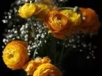 Schnittblumen / Blumenstrauß retten