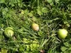 Falläpfel im Garten für Insekten und andere Tiere