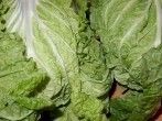 Der vielseitige Chinakohl