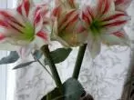 Wunderschöne Amaryllis in der Vase