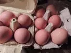 Eier abwaschen