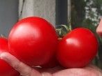 <strong>Tomatenkauf</strong> - Geschmack / <strong>Aroma</strong> "testen"