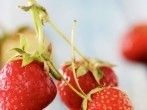 <strong>Erdbeeren</strong> entstielen