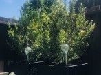 Kübel-, Balkon und Zimmerpflanzenerde aufpeppen