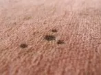 Flecken auf Teppichen entfernen