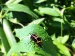Wespen-, Bienen- und sonstige Insektenstiche