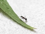 <strong>Ameisen</strong> aus der Wohnung vertreiben