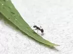 Ameisen aus der Wohnung vertreiben
