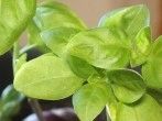 <strong>Basilikum</strong> einfach l&auml;nger genie&szlig;en
