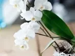 Orchideen retten - Wachstumsschub für Orchideen