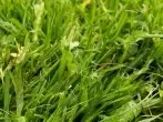 Gras- und Erdeflecken auf Hosen