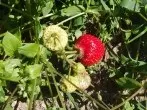 Erdbeeren verfaulen nicht durch Schnittlauch
