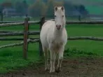Fliegenspray für Pferde