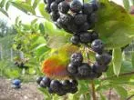 Marmelade aus Aroniabeeren