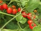 Tomatenschwemme? Tomatensuppe kochen, ganz easy