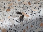 Fliegenfalle für Fruchtfliegen, Wespen und <strong>Fliegen</strong>