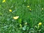 Lästige Butterblumen im Rasen oder in Beeten