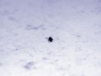 <strong>Ameisen</strong> aus der Wohnung vertreiben: Mit Köderdosen