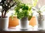 Mehr Licht für Zimmerpflanzen auf der Fensterbank