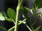 Nikotin gegen Trauermücken in <strong>Pflanzen</strong>