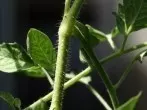 Nikotin gegen Trauermücken in Pflanzen