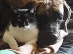 Glänzendes Fell für Hund und Katze