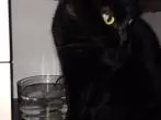 Katze günstig zum Trinken animieren