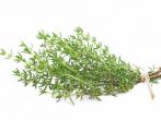 Nat&uuml;rliches Hustenmittel - Thymian