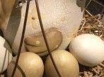Eier verstecken - sie m&uuml;ssen nicht essbar sein