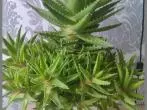 Aloe vera Linne gegen Ischias und Allergie