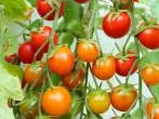 Tomaten züchten und anbauen