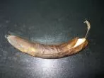 Frisch gekaufte Bananen im Kühlschrank haltbar machen