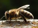 Bienenpollen sind sehr gesund
