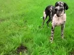 Maulwurf vertreiben für Hundebesitzer