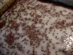 Hirschhornkuchen mit dunklem Teig