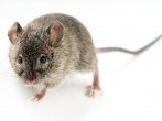 Eine Maus ist im Haus - was nun? Maus ins Freie transportieren