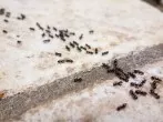 Spray gegen Ameisen selber machen