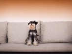 Hundehaare effektiv vom Sofa <strong>entfernen</strong>