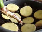 Mit Kartoffelscheiben gegen Obstfliegen
