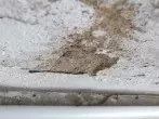 Abplatzen von Wand- und Deckenanstrichen vermeiden
