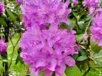 Pflegetipps für den Rhododendron - Freude am Rhododendron