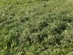 Rasenschnitt sinnvoll verwenden - dabei sparen & Kompost entlasten