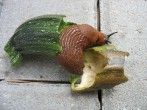 im Garten: als Dünger oder gegen Schnecken & <strong>Ameisen</strong>